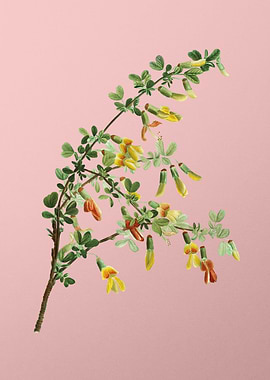 Yellow Flower on Pink