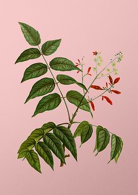 Red and Pink Flowers