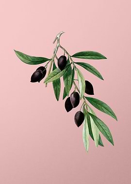 Vintage Fruit on Pink