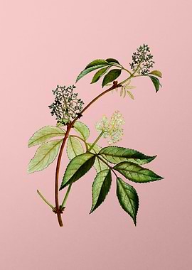 Vintage Botanical on Pink