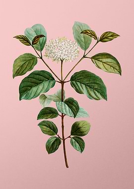 Vintage White Flower Pink