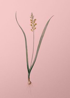 Lachenalia Pallida on Pink