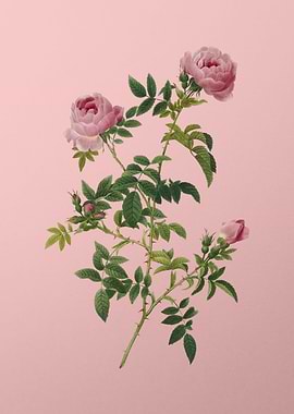 Rose of the Hedges on Pink