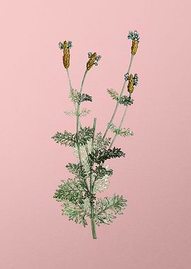 Vintage Botanical on Pink