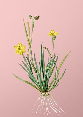 Yellow Eyed Grass on Pink