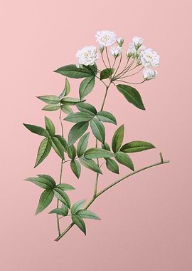 Lady Banks Rose on Pink