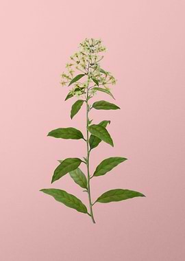 Vintage Botanical on Pink