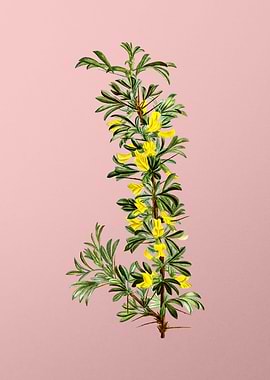 Yellow Flower on Pink