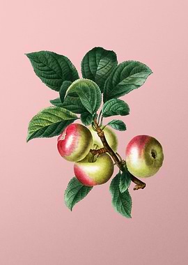 Vintage Fruit on Pink