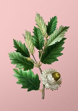 White Flower Blanc Pink