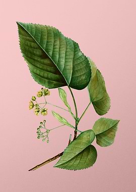 Vintage Botanical on Pink