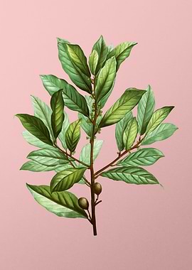 Vintage Botanical on Pink