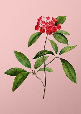 Scarlet Flowers on Pink