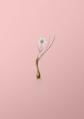 Snowdon Lily on Pink