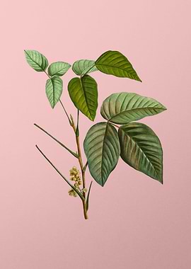 Vintage Botanical on Pink