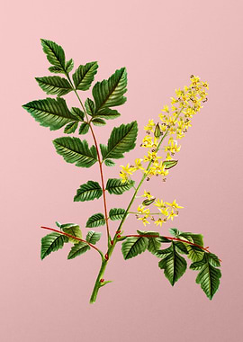 Yellow Flowers on Pink