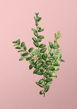 Vintage Botanical on Pink