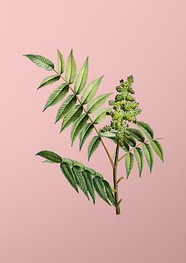 Vintage Botanical on Pink