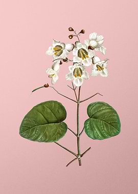 Vintage White Flower Pink