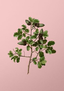 Vintage Botanical on Pink