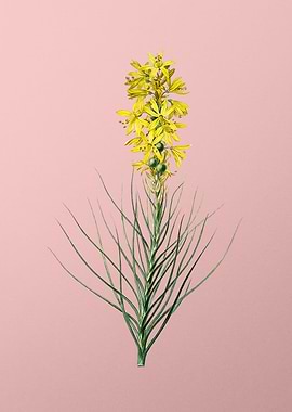 Yellow Asphodel on Pink