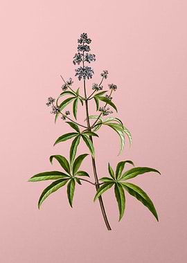 Vintage Violet Flower Pink