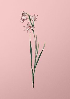 Painted Lady on Pink