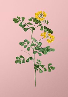 Yellow Flowers on Pink