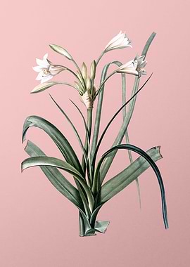 Malgas Lily on Pink