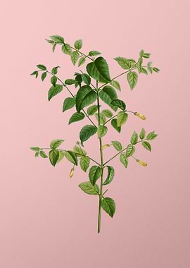 Vintage Botanical on Pink