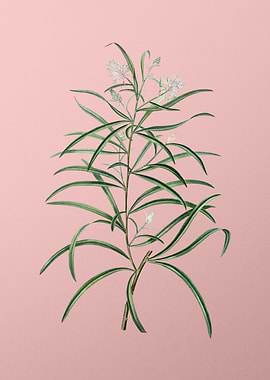 White Flower on Pink