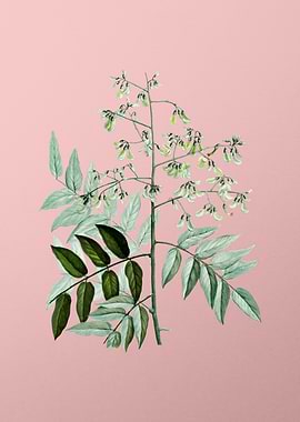 White Flower on Pink