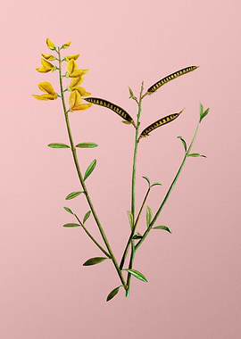 Yellow Flowers on Pink