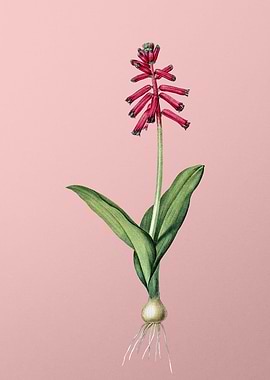 Lachenalia Pendula on Pink