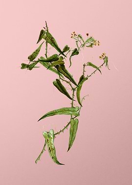 Vintage Botanical on Pink