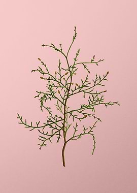 Vintage Botanical on Pink