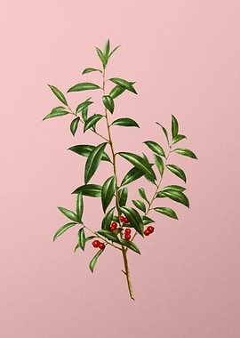 Vintage Fruit on Pink