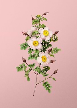 Thornless Burnet Rose