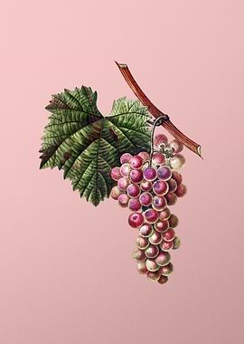 Fruit Illustration on Pink