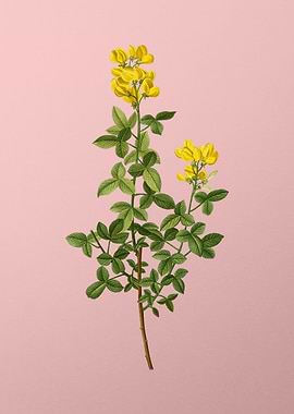 Yellow Flower on Pink