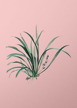 Sansevieria Carnea on Pink