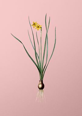 Rush Leaf Jonquil on Pink