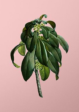 Vintage Botanical on Pink