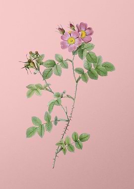 Pink Sweetbriar Roses