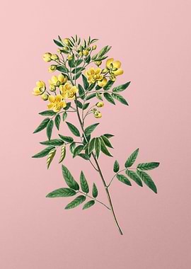 Yellow Flower on Pink