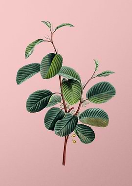 Vintage Botanical on Pink