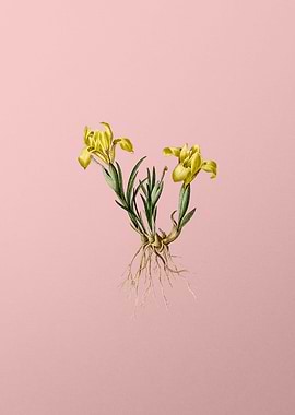 Sand Iris Flowers on Pink