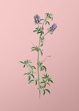 Spanish Clover Bloom