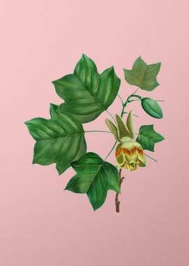 Antique Botanical on Pink