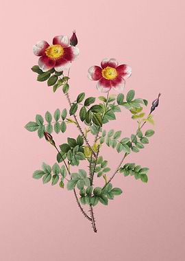 Variegated Burnet Rose